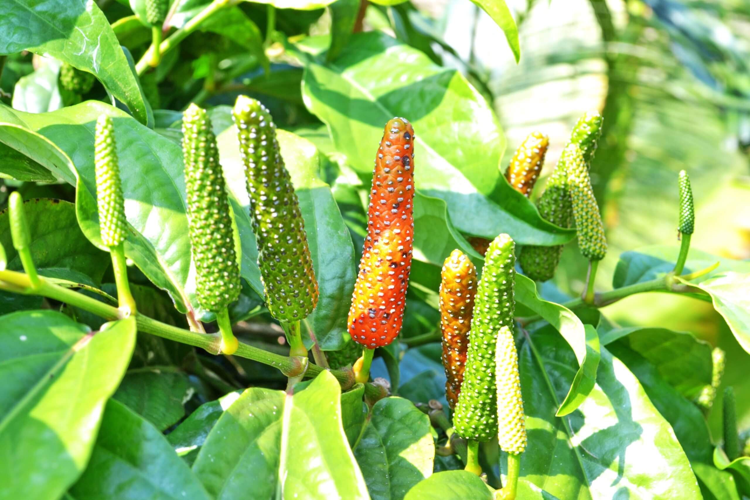 Long Pepper ( Badi Pippli)