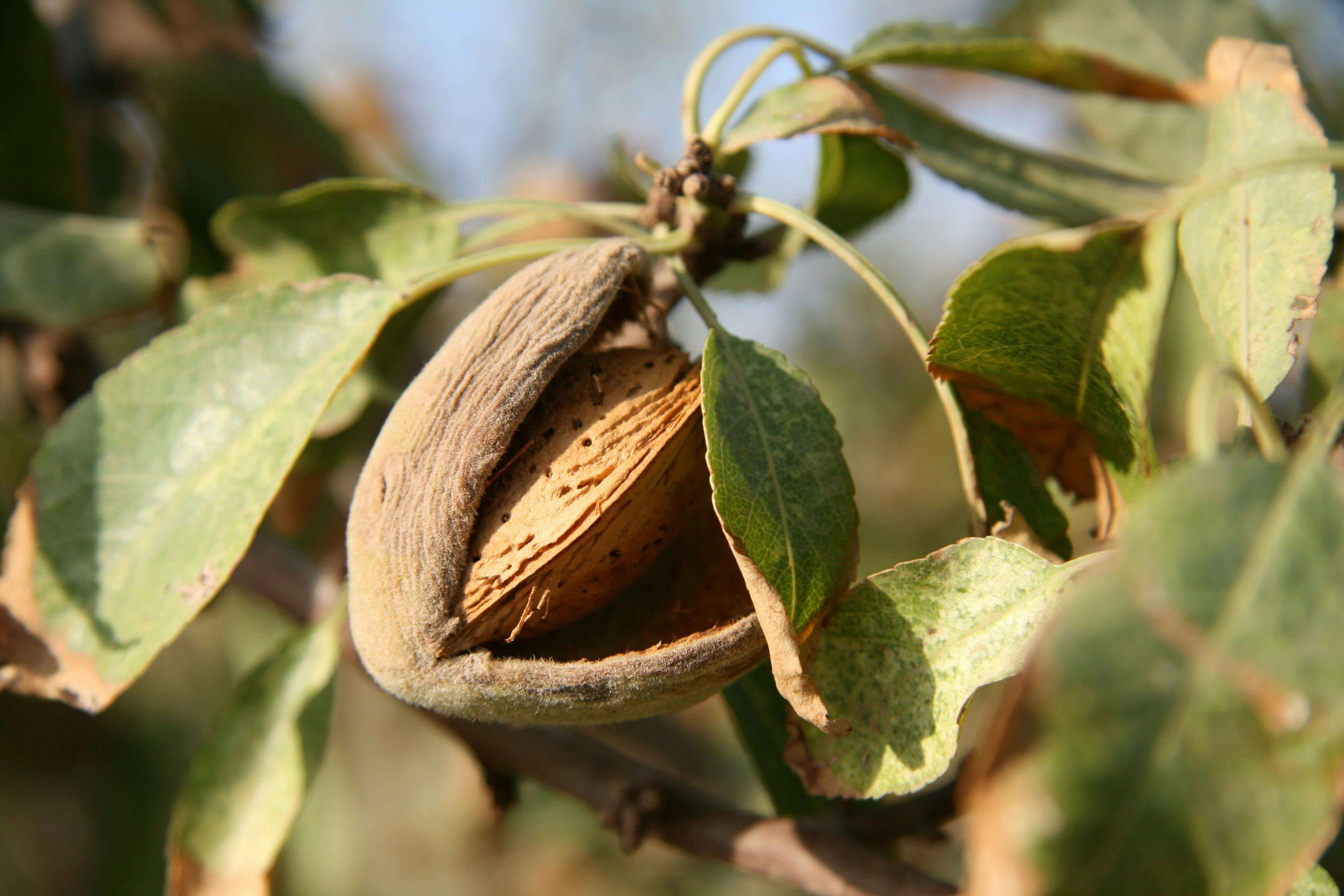Almond (In-Shell)